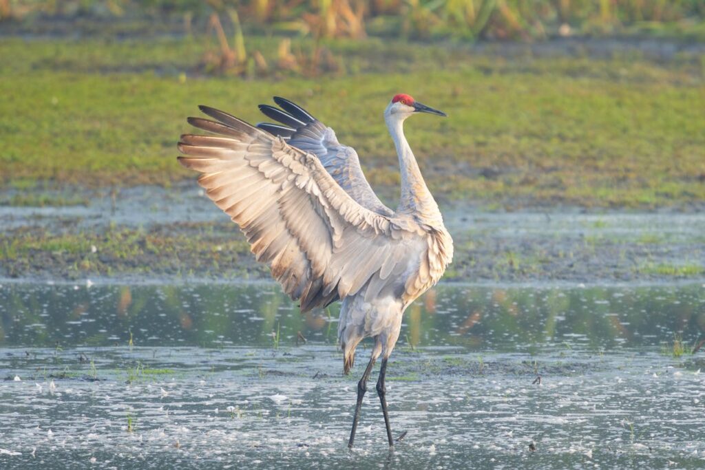 sandhill-crane