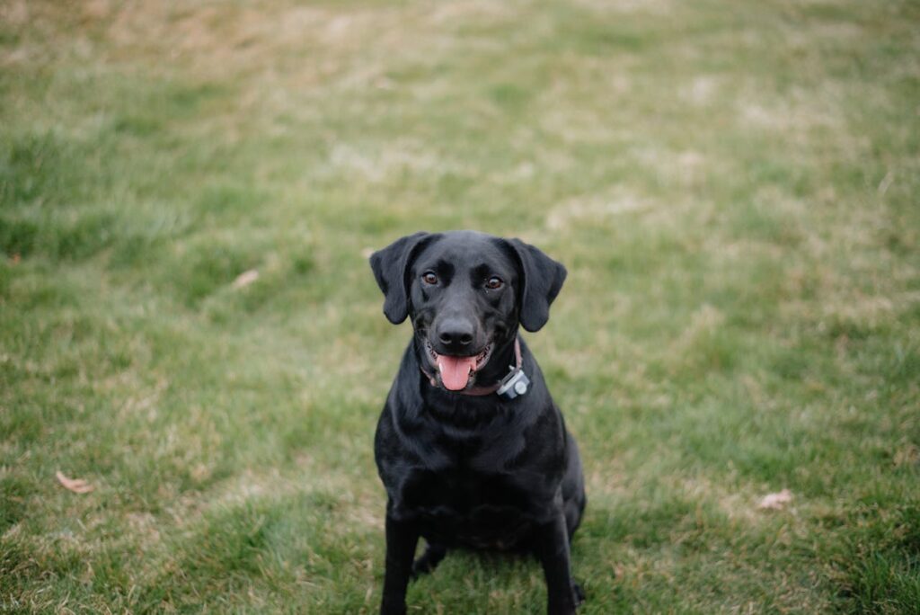 black labrador
