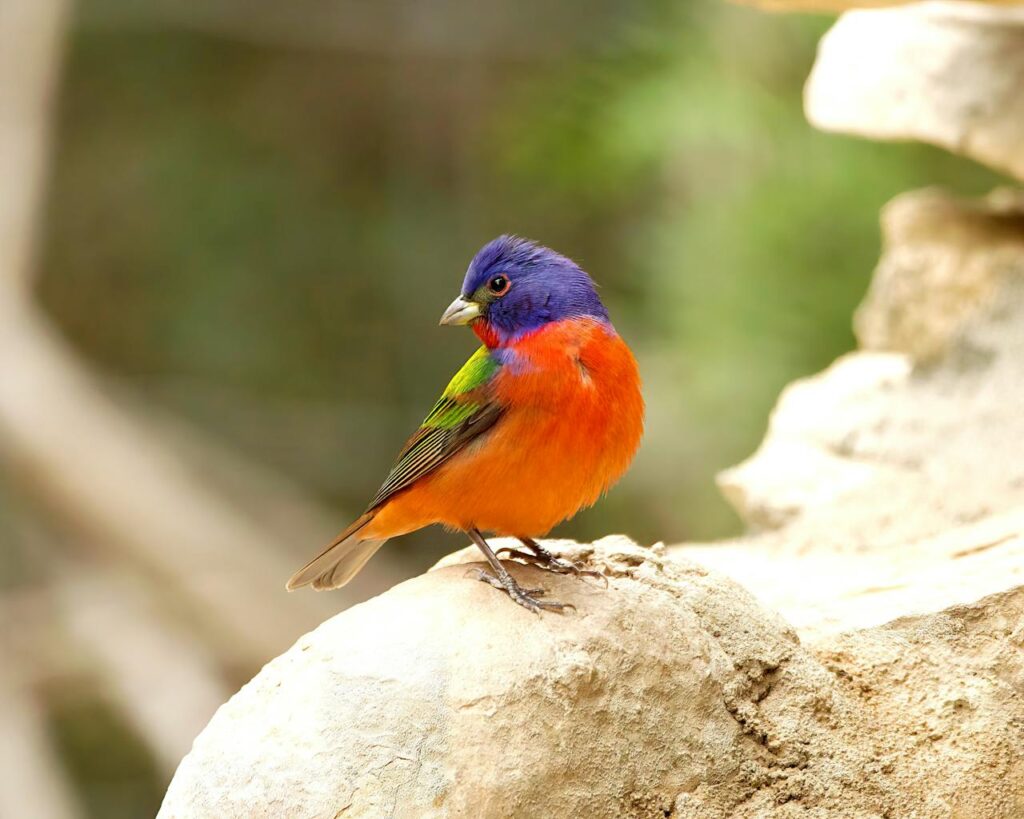 painted bunting