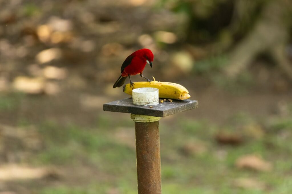 Scarlet tanager