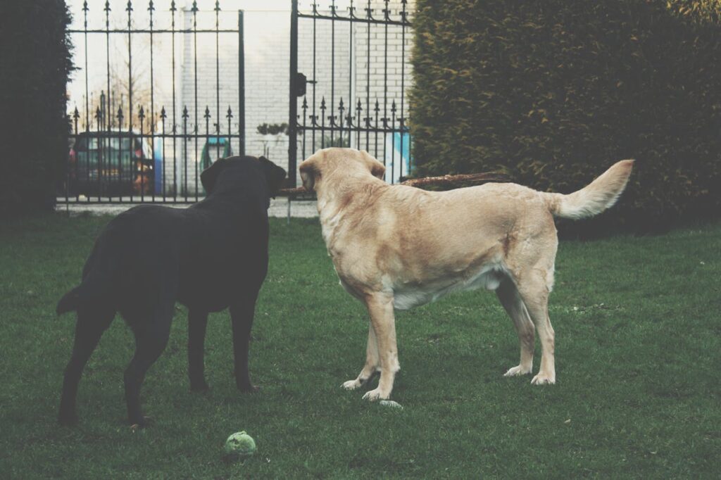 labrador retriever with golden retriever