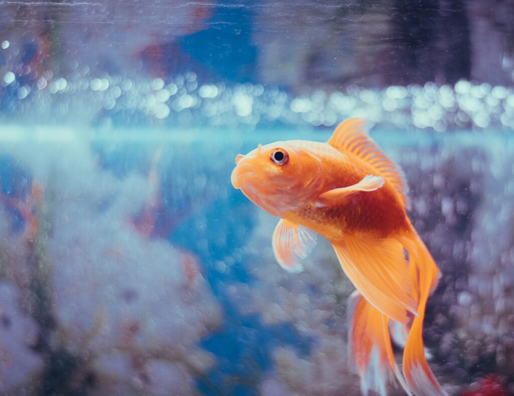 goldfish