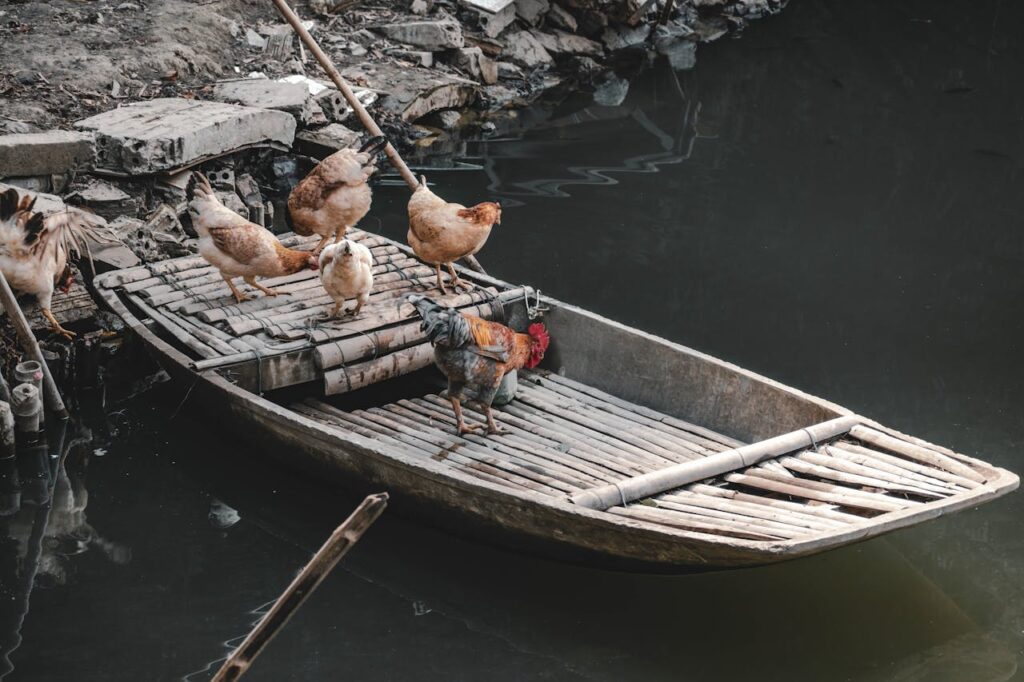 Chickens can adopt to their environment