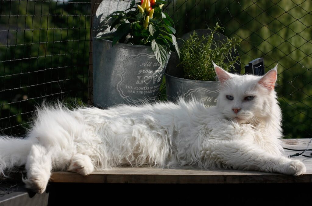 maine coon