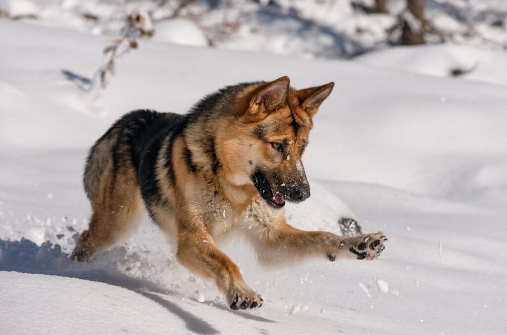 a-german-shepherd
