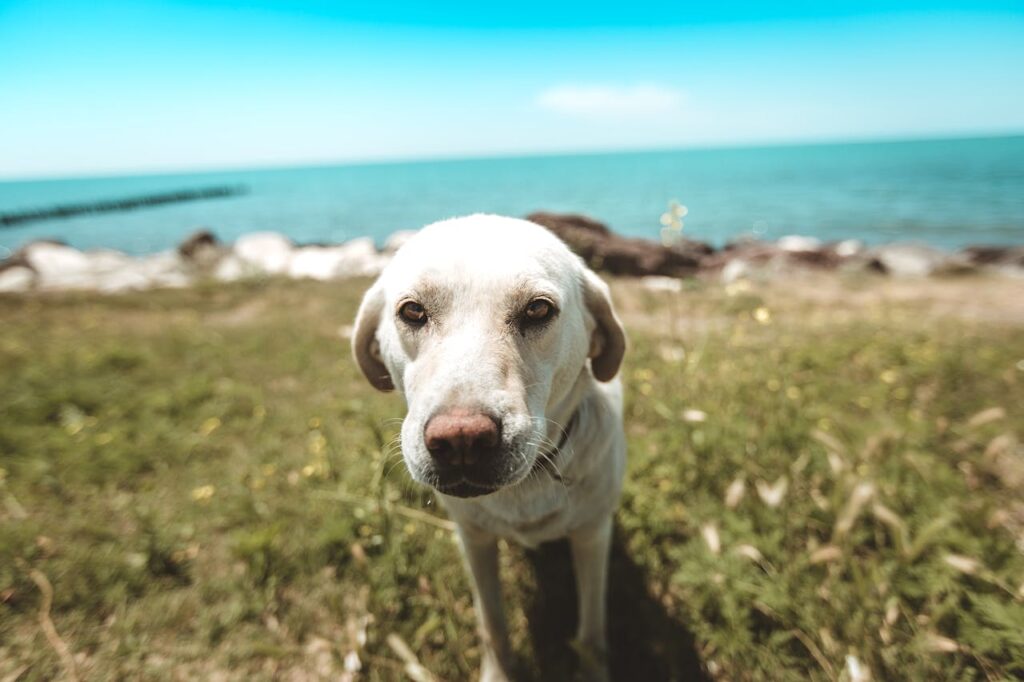 dog exploring