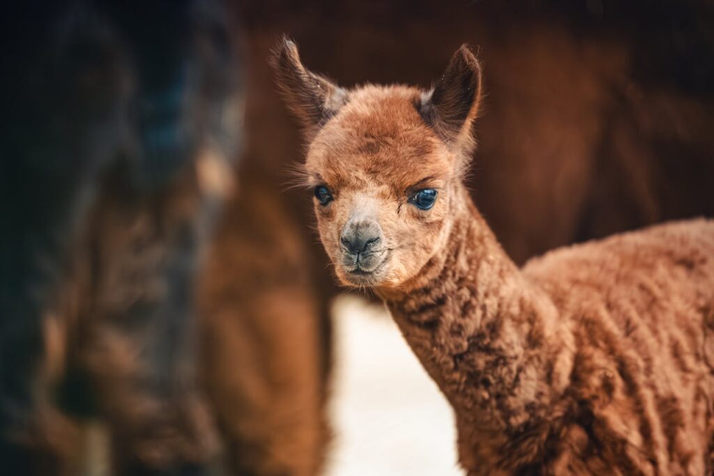 kid alpaca