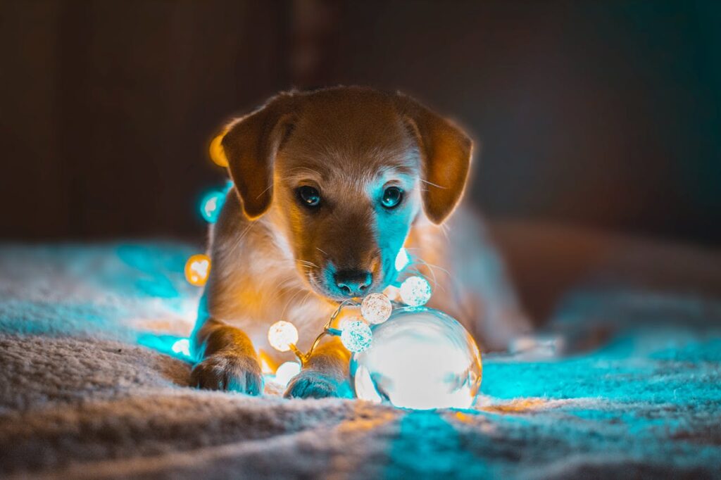 Majestic Dog Breeds That Look Like They Stepped Out of a Fairy Tale