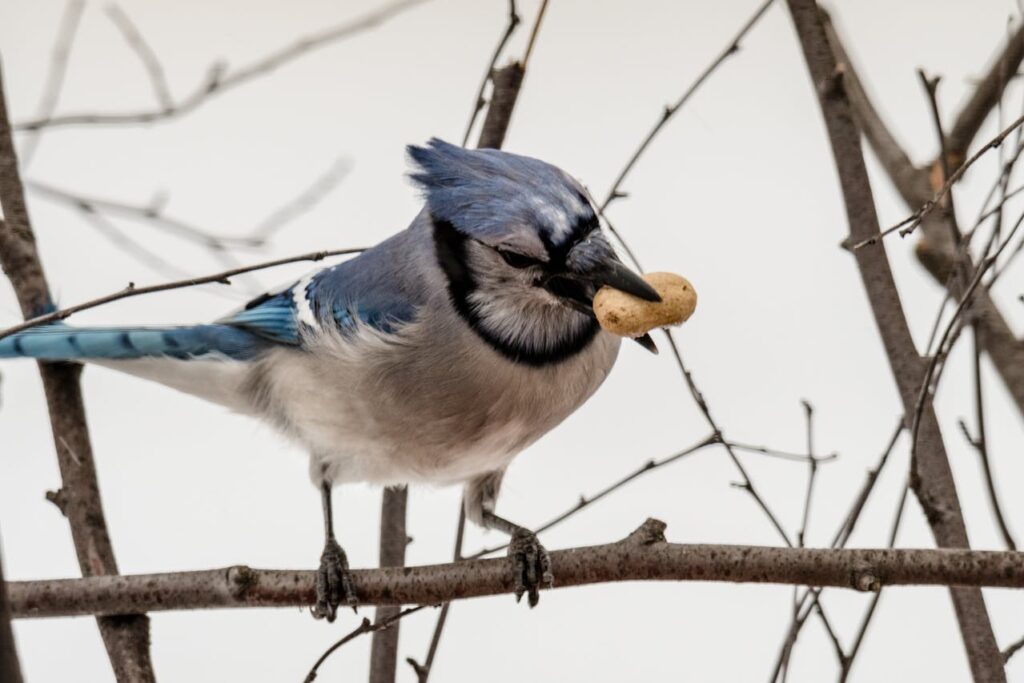 blue jay