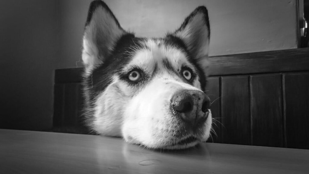 Dog nose