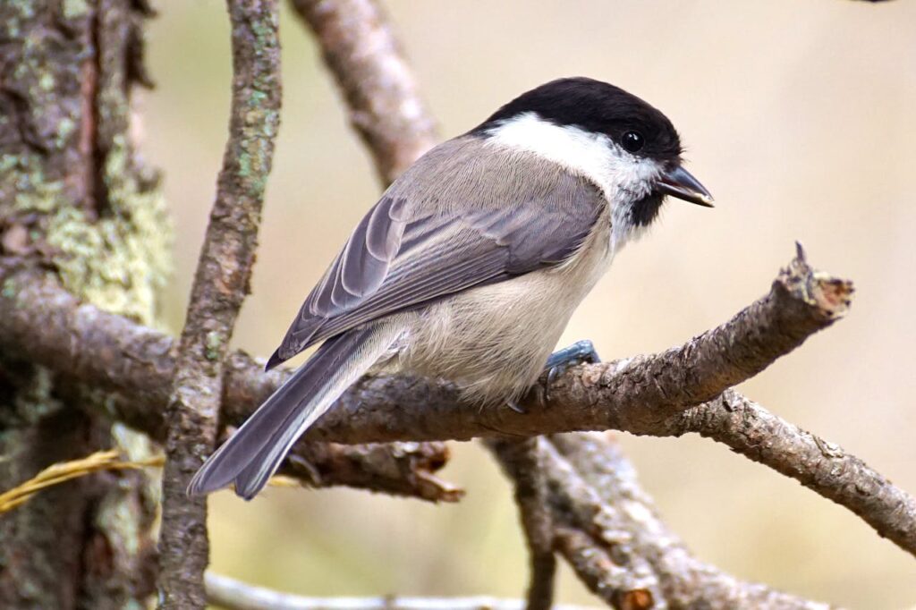 Chickadee