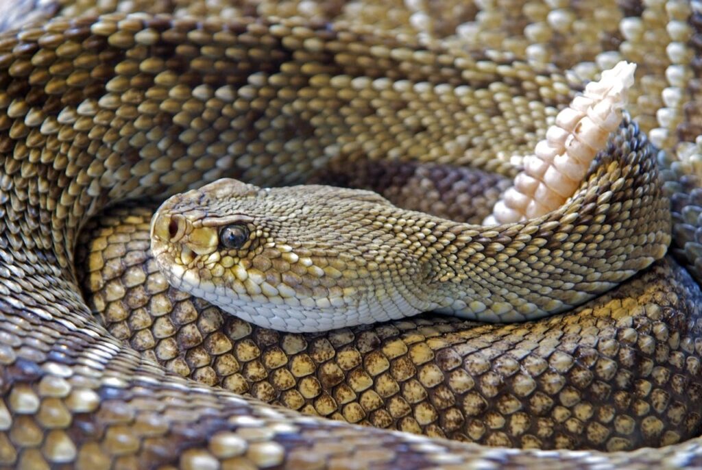 diamond-back-rattle-snake