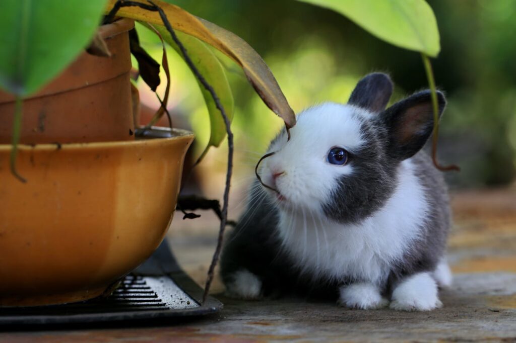 Most Playful Rabbit Breeds That Make Excellent Pets