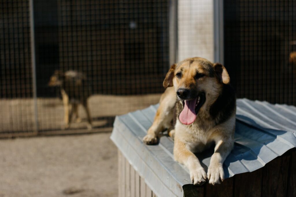 dog shelter