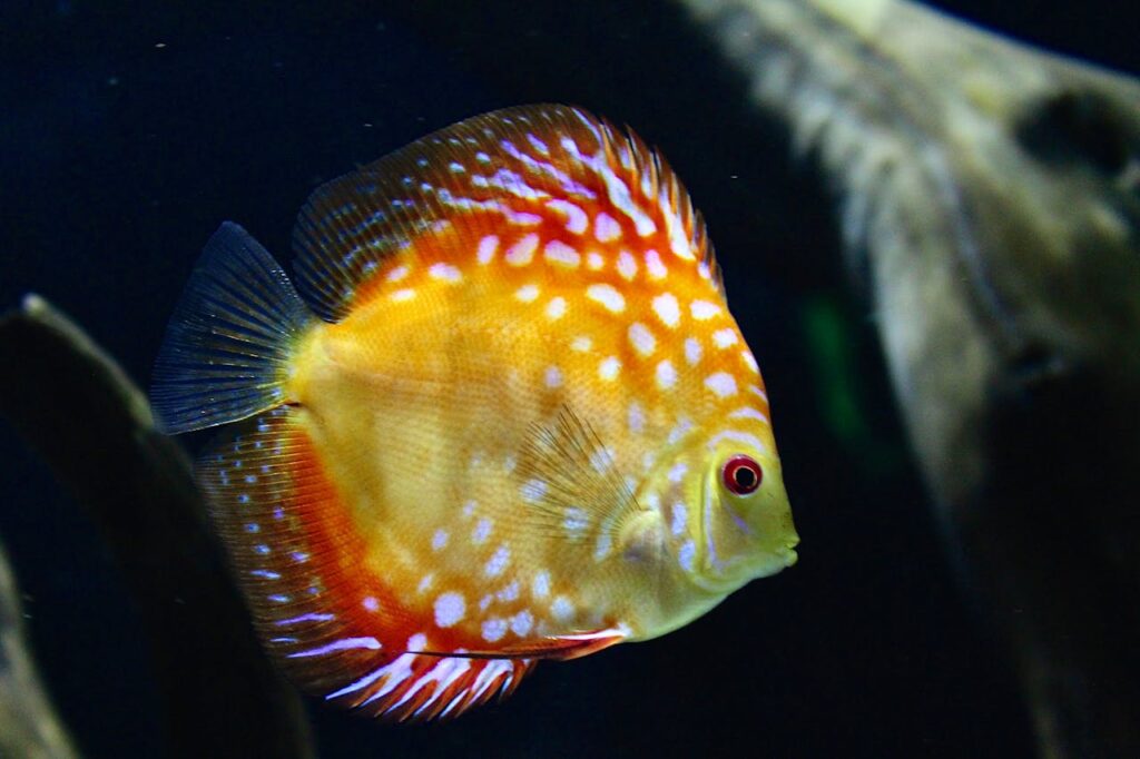 Discus Fish
