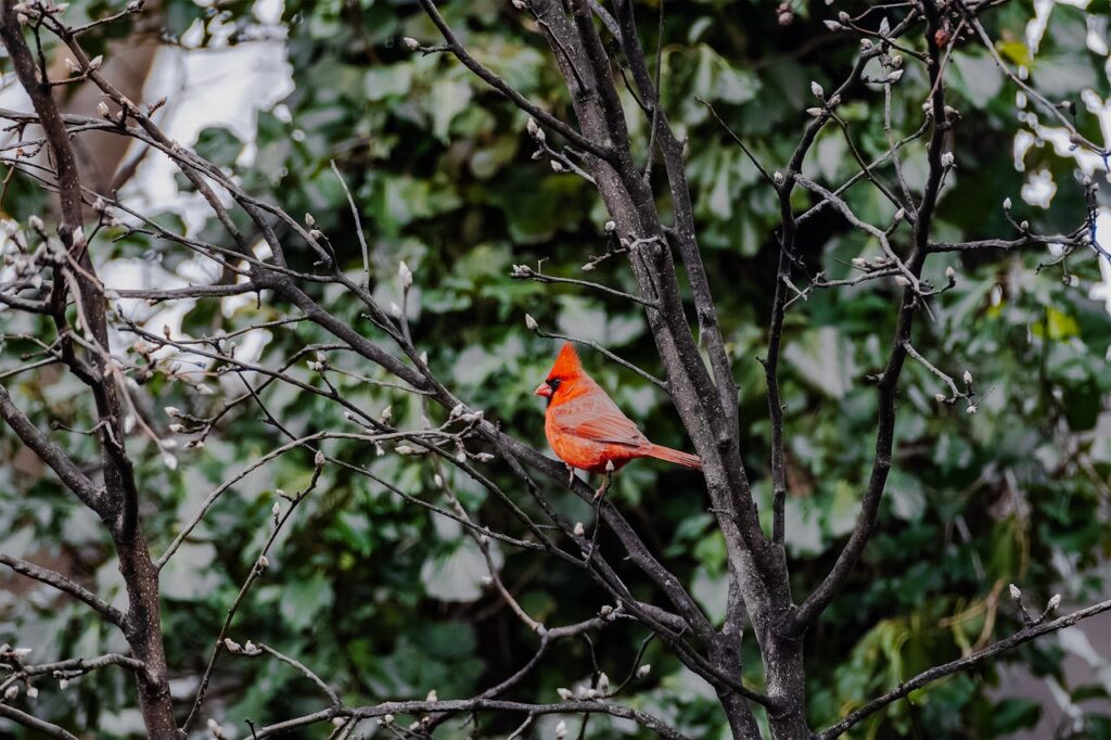 northern cardinal