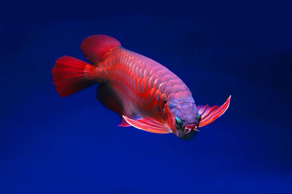 arowana