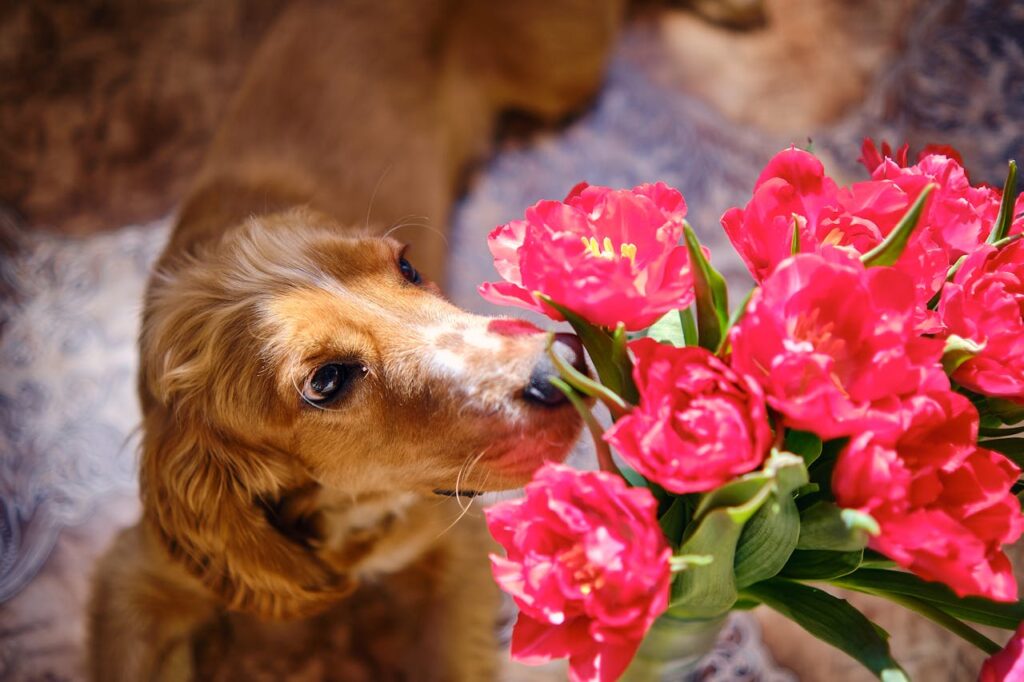 photo-of-a-golden-retriever-smelling-pink-flowers