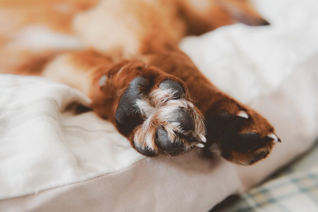 Common Dog Paw Problems Every Owner Should Watch For