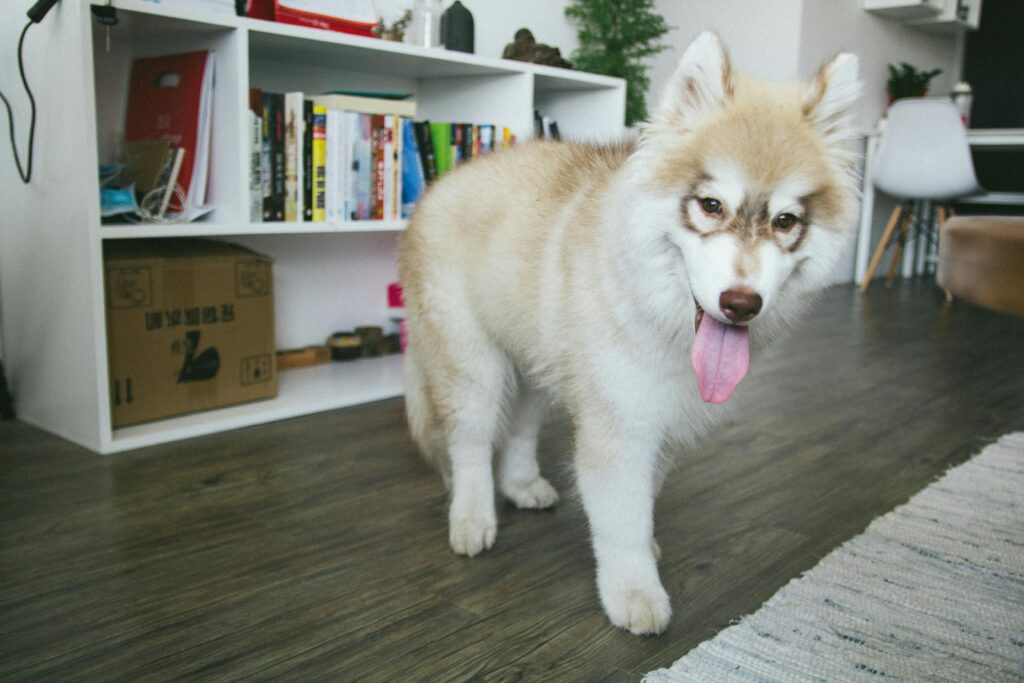 siberian husky