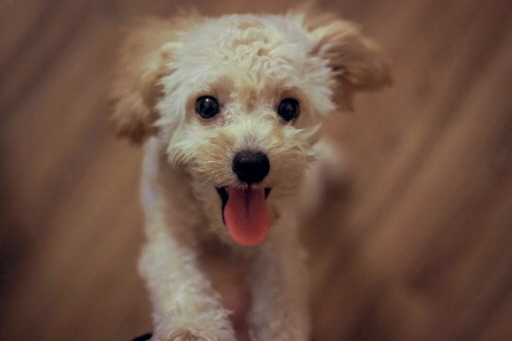 toy poodle