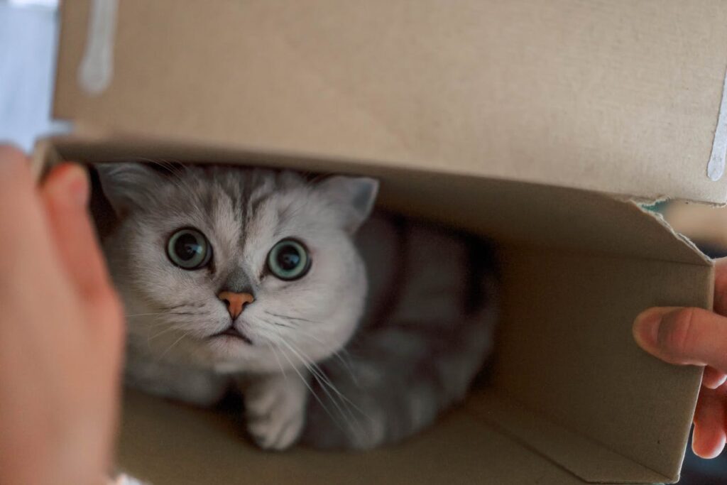 cat box