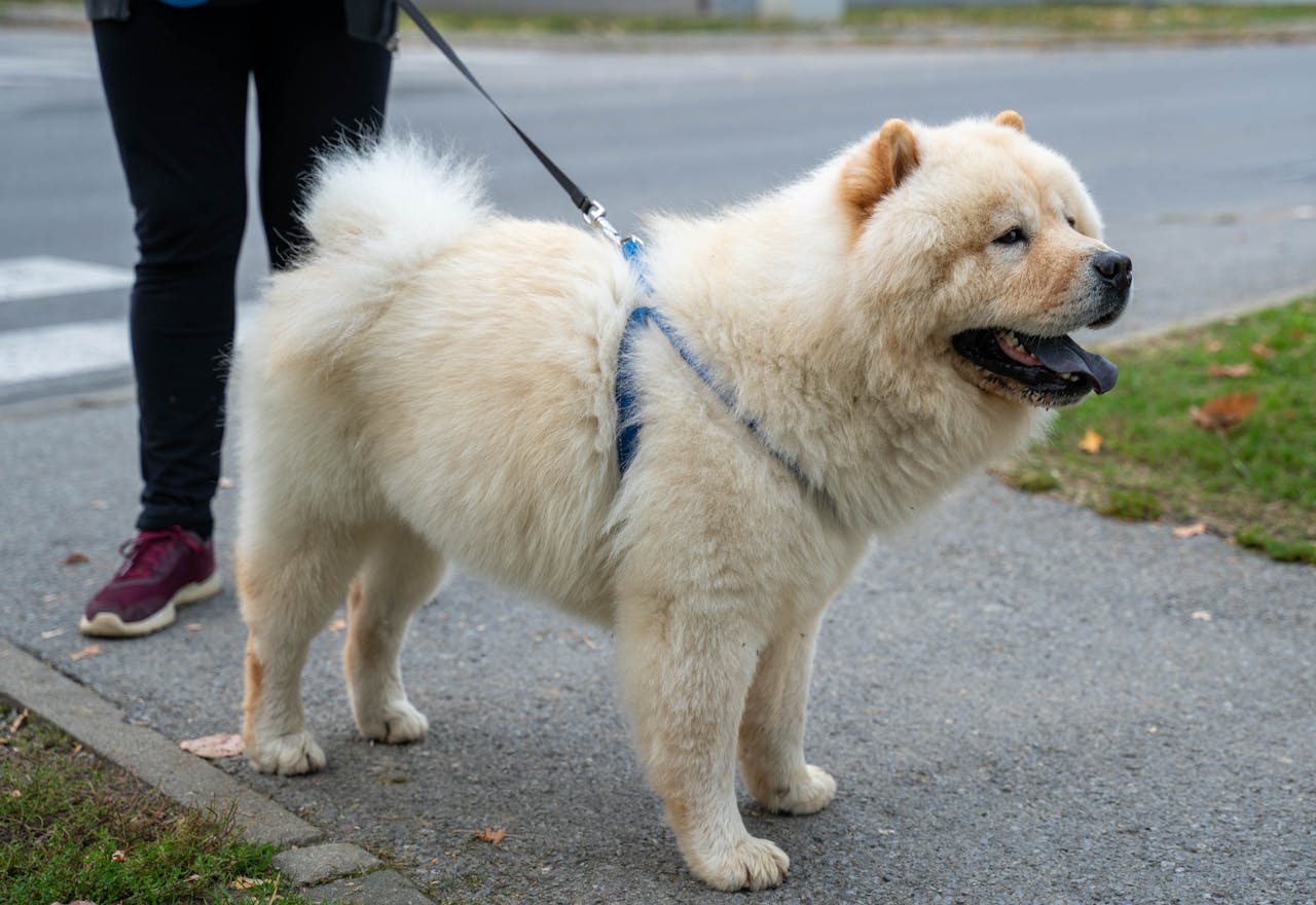 chow chow