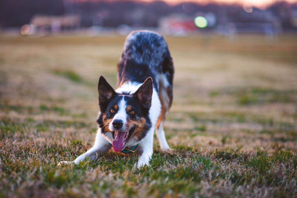 Obedient Dog Breeds That Excel at Off-Leash Training and Recall
