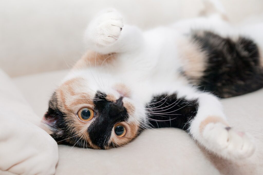 A playful cat