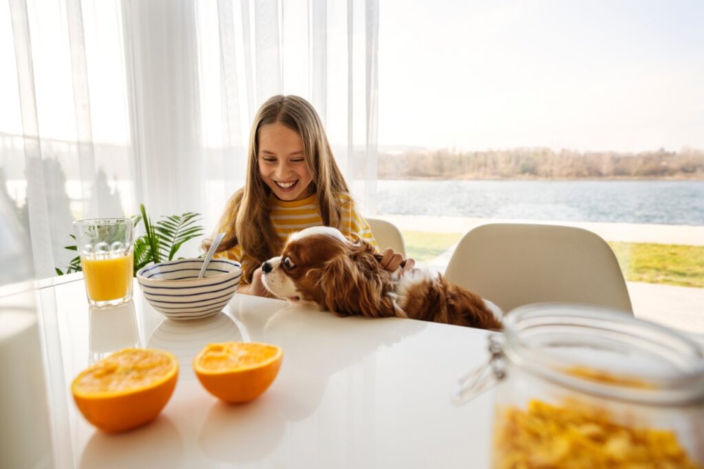 Cavalier King Charles Spaniel Sitting on a chair (Apartment)