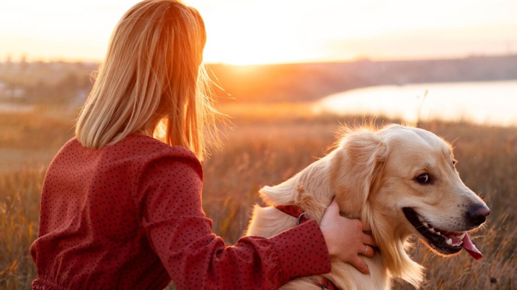 Golden Retriever With Woman