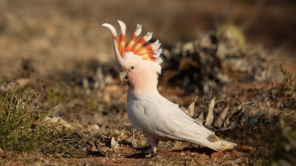 pink cockatoo