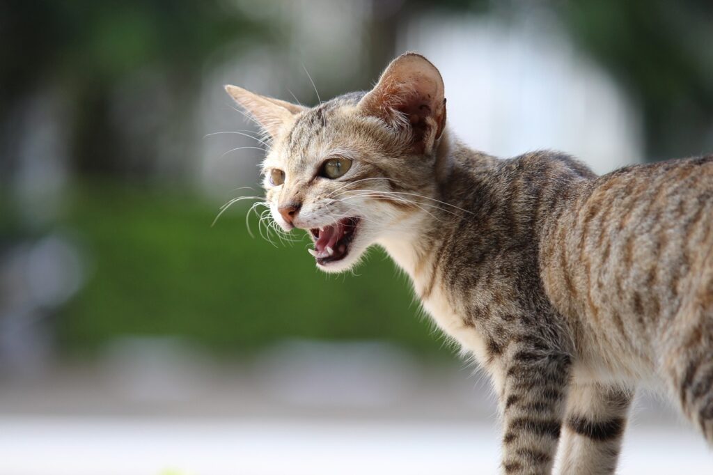 A Cat meowing
