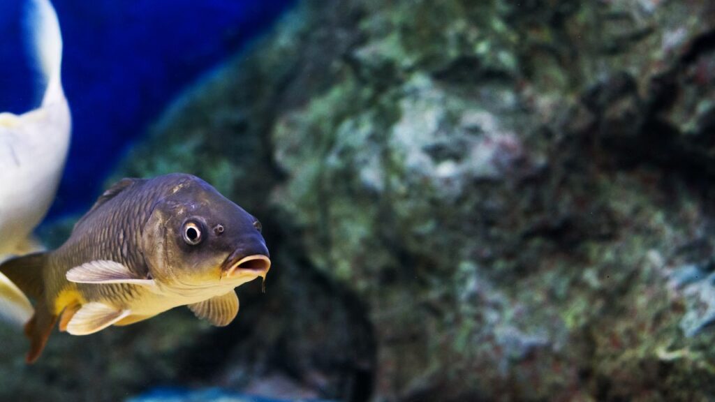 fish