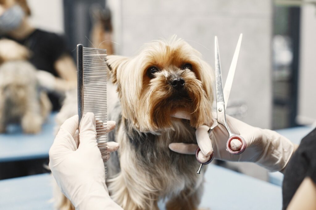 Dog grooming