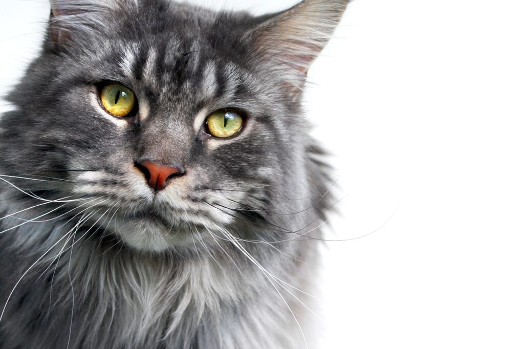 maine coon