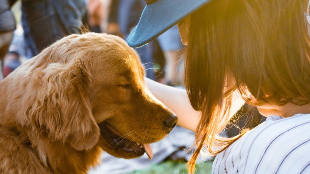 Golden retriever