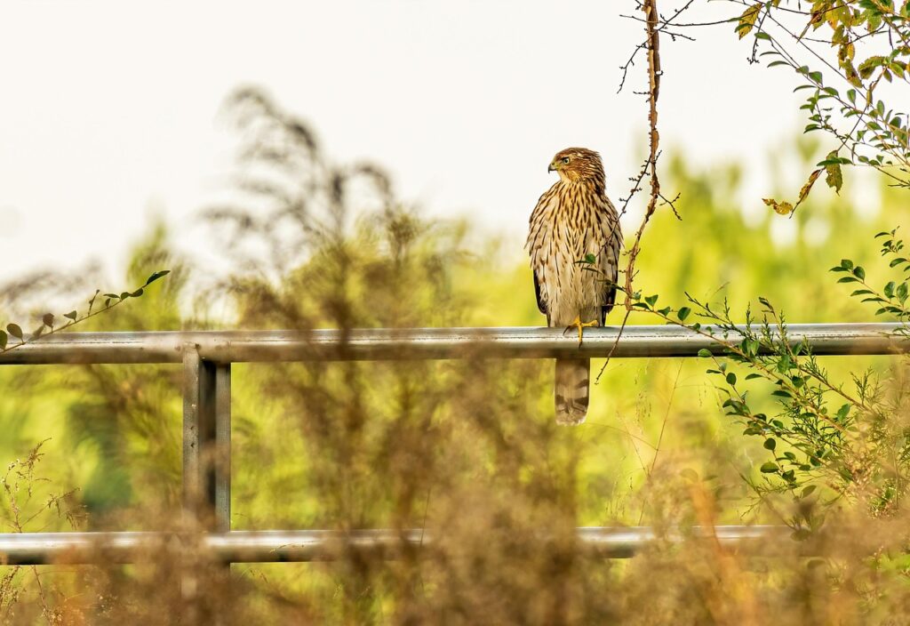 red tailed hawk