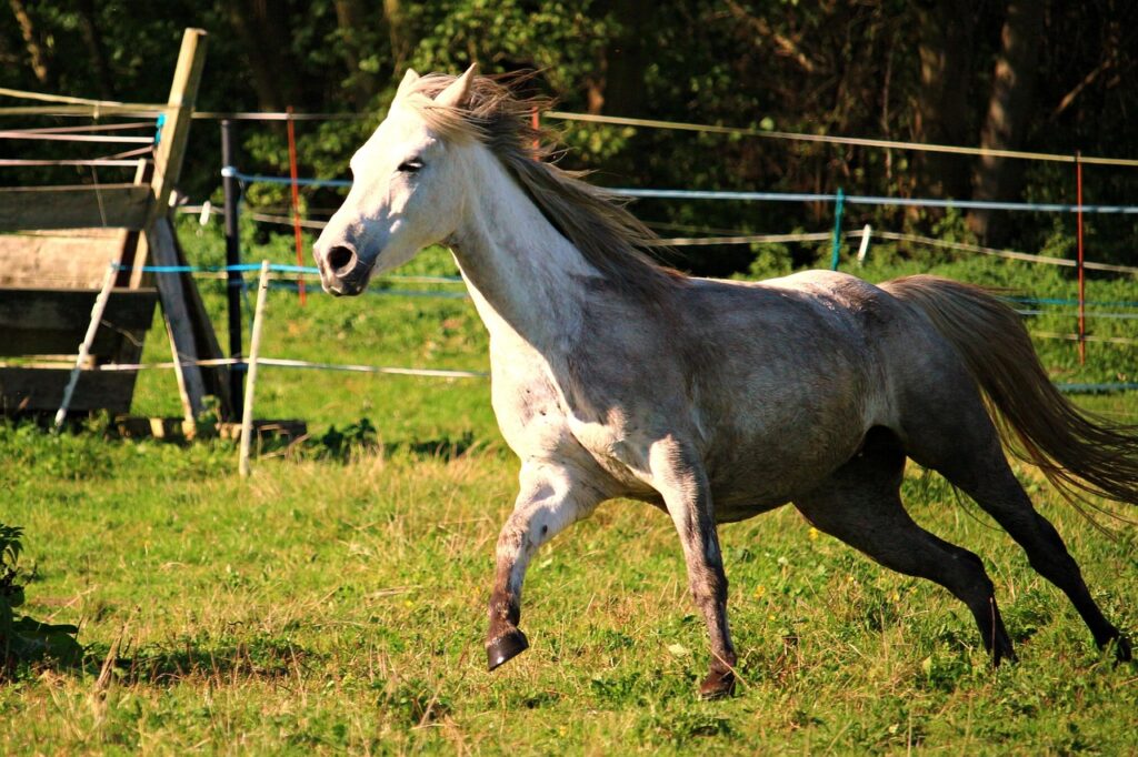 Arabian horse