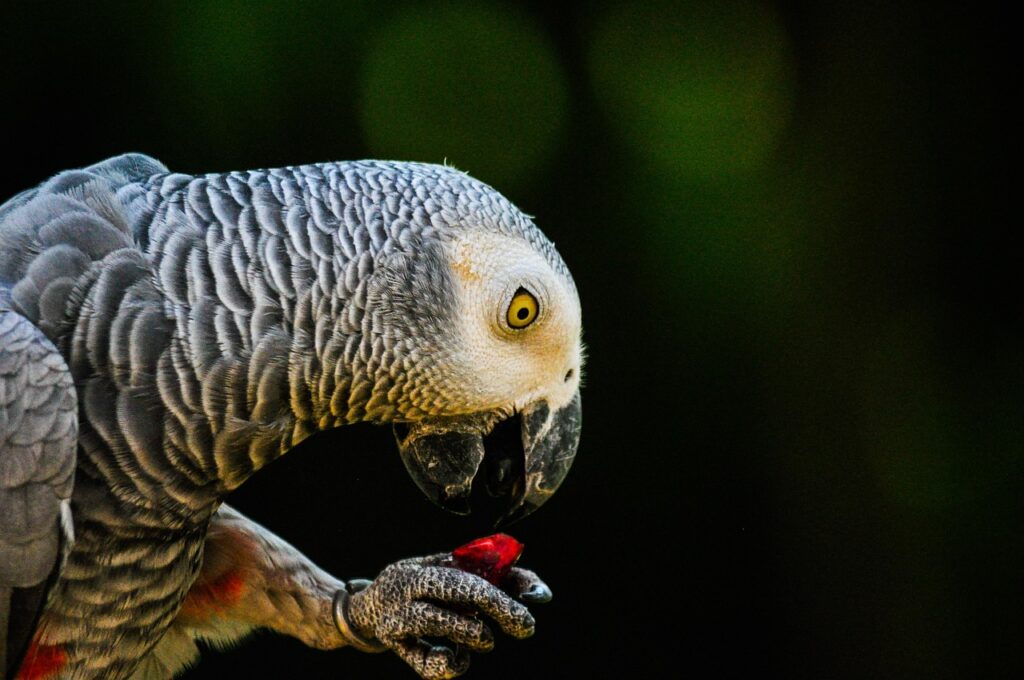 A Playful Macaw