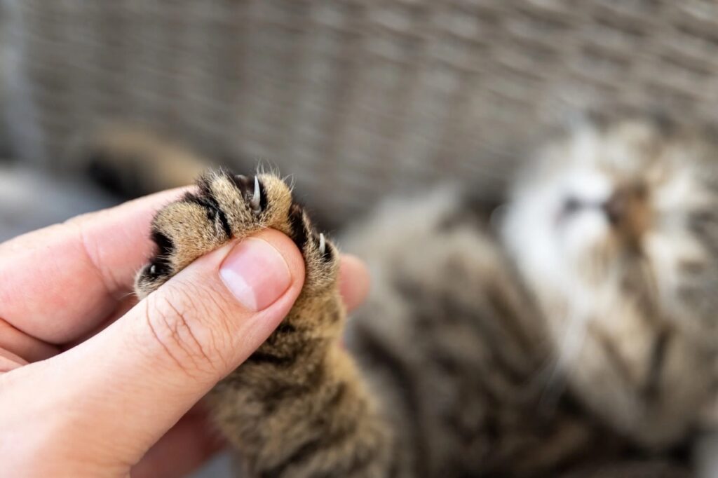 Cat declawing paw
