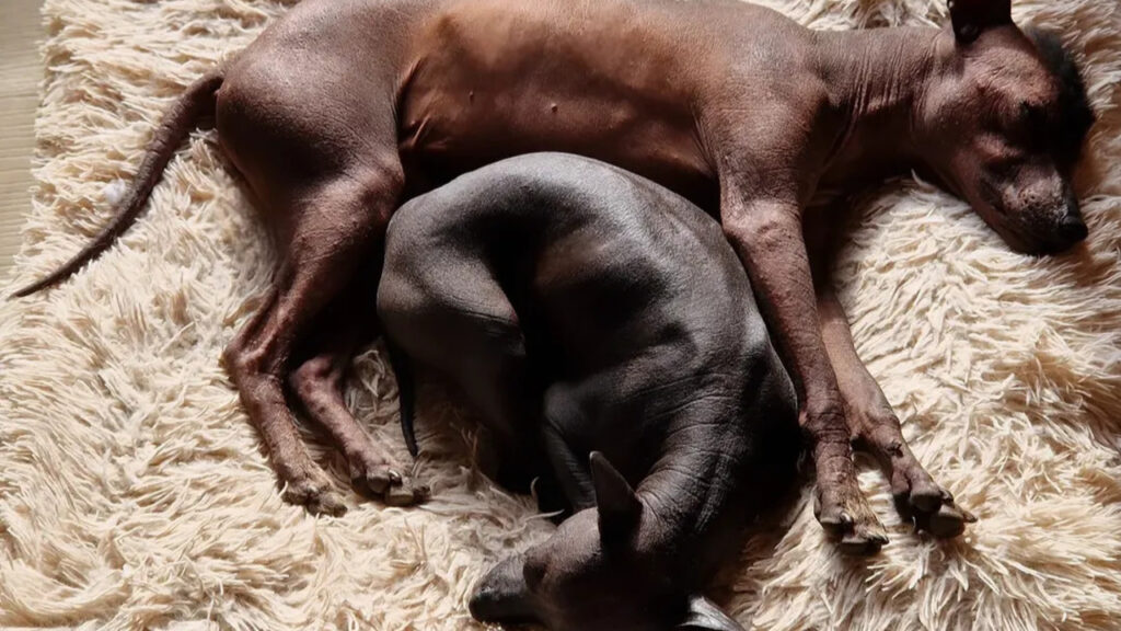 Couple of slumbering xolo