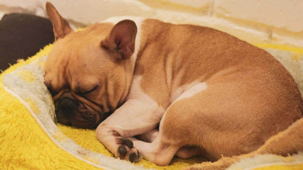 French bulldog Sleeping