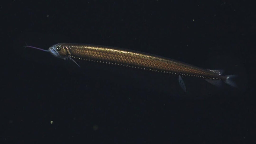  A Dragonfish