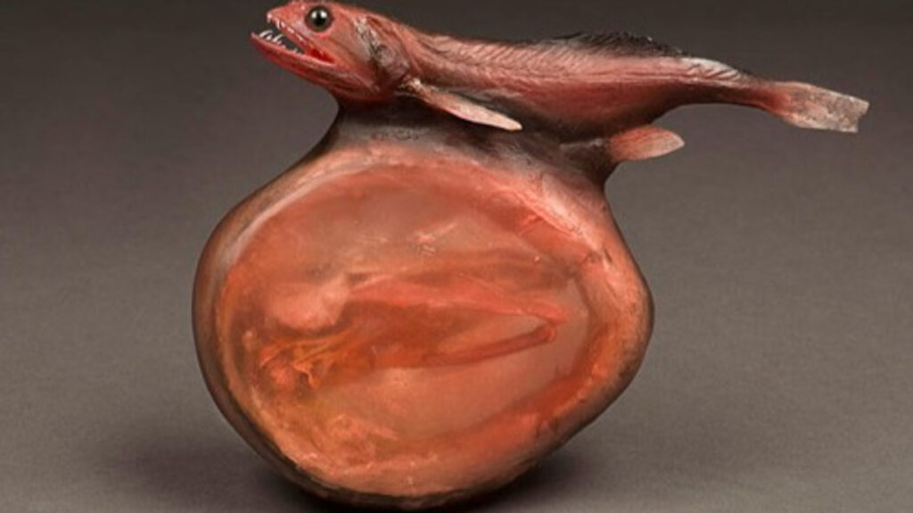  A Black Swallower