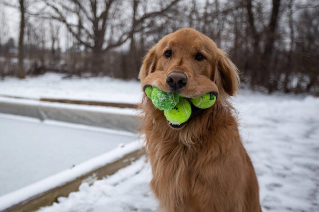Finley the Golden Retriever fits SIX tennis balls