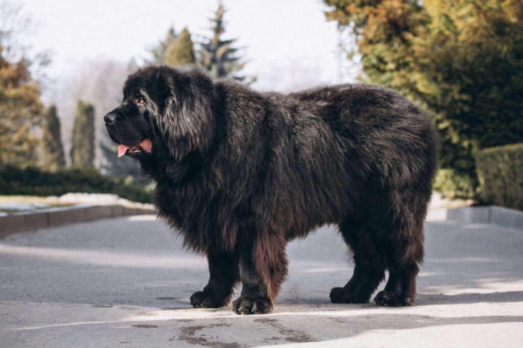 Black Tibetan Mastiff