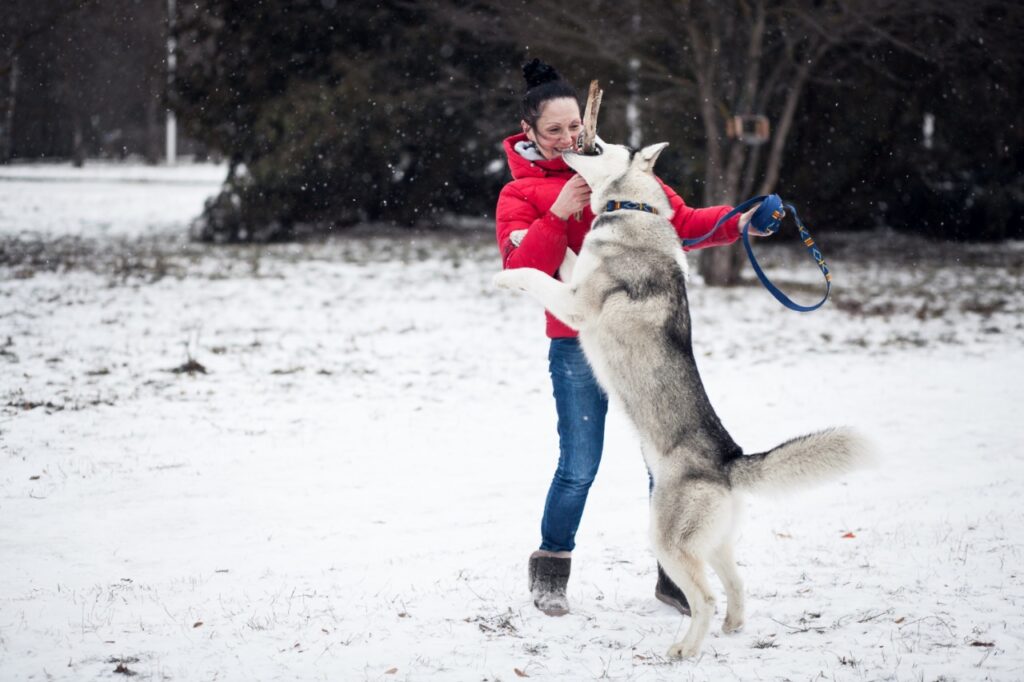Siberian Husky playing