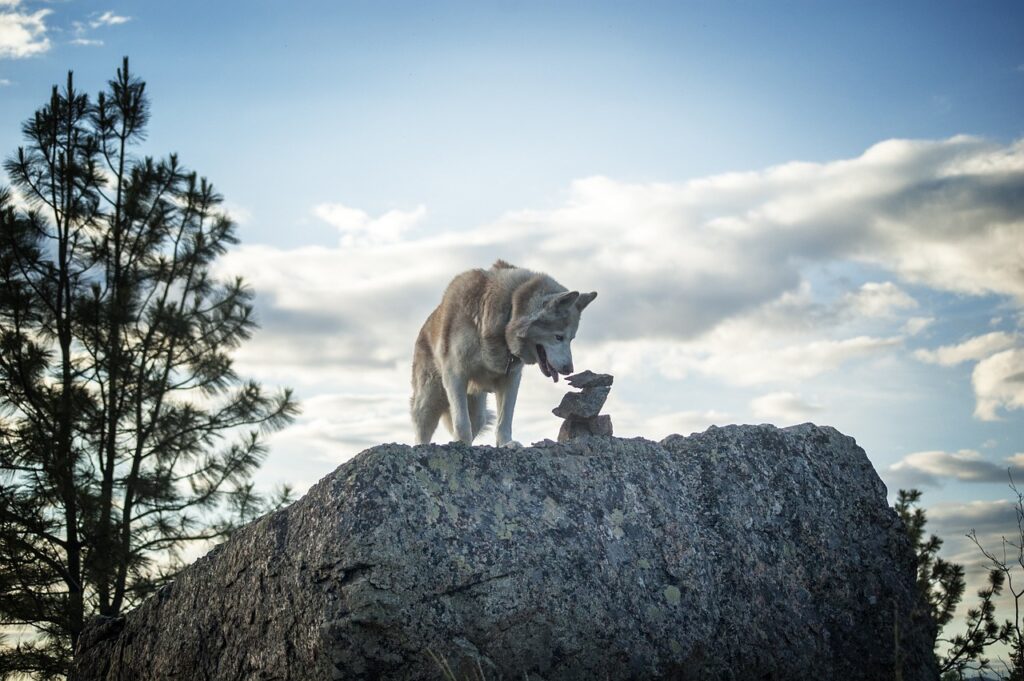 siberian husky