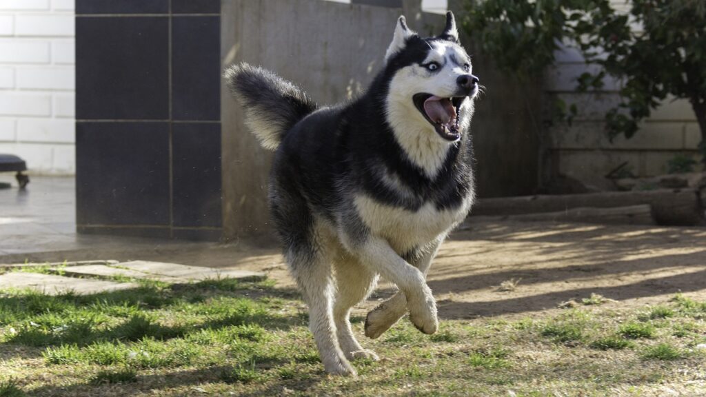 Husky